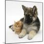 Ginger Kitten with German Shepherd Dog (Alsatian) Bitch Puppy, Echo-Mark Taylor-Mounted Premium Photographic Print