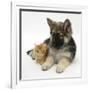 Ginger Kitten with German Shepherd Dog (Alsatian) Bitch Puppy, Echo-Mark Taylor-Framed Photographic Print