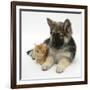 Ginger Kitten with German Shepherd Dog (Alsatian) Bitch Puppy, Echo-Mark Taylor-Framed Photographic Print