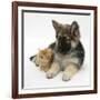 Ginger Kitten with German Shepherd Dog (Alsatian) Bitch Puppy, Echo-Mark Taylor-Framed Photographic Print