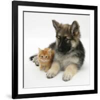 Ginger Kitten with German Shepherd Dog (Alsatian) Bitch Puppy, Echo-Mark Taylor-Framed Photographic Print