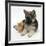 Ginger Kitten with German Shepherd Dog (Alsatian) Bitch Puppy, Echo-Mark Taylor-Framed Photographic Print