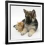 Ginger Kitten with German Shepherd Dog (Alsatian) Bitch Puppy, Echo-Mark Taylor-Framed Photographic Print