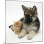 Ginger Kitten with German Shepherd Dog (Alsatian) Bitch Puppy, Echo-Mark Taylor-Mounted Photographic Print