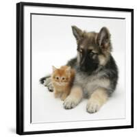 Ginger Kitten with German Shepherd Dog (Alsatian) Bitch Puppy, Echo-Mark Taylor-Framed Photographic Print