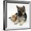 Ginger Kitten with German Shepherd Dog (Alsatian) Bitch Puppy, Echo-Mark Taylor-Framed Photographic Print