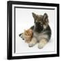 Ginger Kitten with German Shepherd Dog (Alsatian) Bitch Puppy, Echo-Mark Taylor-Framed Photographic Print