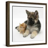 Ginger Kitten with German Shepherd Dog (Alsatian) Bitch Puppy, Echo-Mark Taylor-Framed Photographic Print