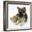 Ginger Kitten with German Shepherd Dog (Alsatian) Bitch Puppy, Echo-Mark Taylor-Framed Photographic Print