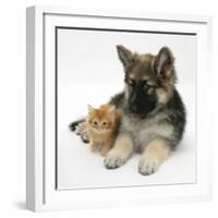 Ginger Kitten with German Shepherd Dog (Alsatian) Bitch Puppy, Echo-Mark Taylor-Framed Photographic Print