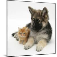 Ginger Kitten with German Shepherd Dog (Alsatian) Bitch Puppy, Echo-Mark Taylor-Mounted Photographic Print