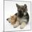 Ginger Kitten with German Shepherd Dog (Alsatian) Bitch Puppy, Echo-Mark Taylor-Mounted Photographic Print