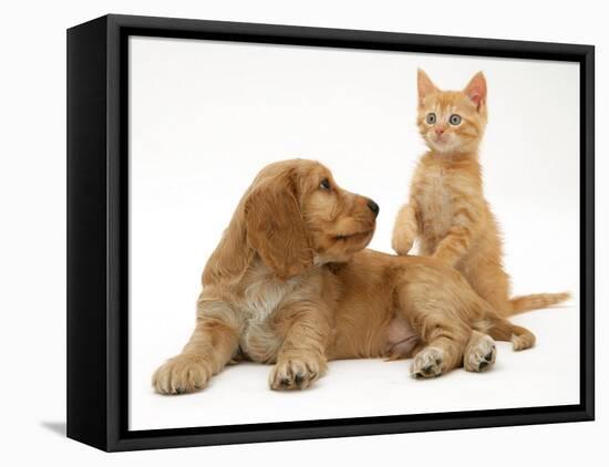 Ginger Kitten with Golden Cocker Spaniel Puppy-Jane Burton-Framed Stretched Canvas