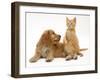 Ginger Kitten with Golden Cocker Spaniel Puppy-Jane Burton-Framed Photographic Print