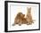 Ginger Kitten with Golden Cocker Spaniel Puppy-Jane Burton-Framed Photographic Print