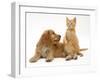 Ginger Kitten with Golden Cocker Spaniel Puppy-Jane Burton-Framed Photographic Print