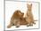 Ginger Kitten with Golden Cocker Spaniel Puppy-Jane Burton-Mounted Photographic Print