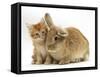 Ginger Kitten with Lionhead-Cross Rabbit-Mark Taylor-Framed Stretched Canvas