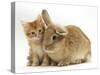 Ginger Kitten with Lionhead-Cross Rabbit-Mark Taylor-Stretched Canvas