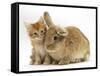Ginger Kitten with Lionhead-Cross Rabbit-Mark Taylor-Framed Stretched Canvas
