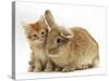 Ginger Kitten with Lionhead-Cross Rabbit-Mark Taylor-Stretched Canvas