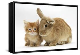 Ginger Kitten with Lionhead-Cross Rabbit-Mark Taylor-Framed Stretched Canvas
