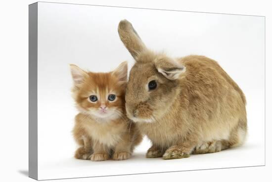 Ginger Kitten with Lionhead-Cross Rabbit-Mark Taylor-Stretched Canvas