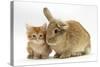 Ginger Kitten with Lionhead-Cross Rabbit-Mark Taylor-Stretched Canvas