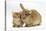 Ginger Kitten with Lionhead-Cross Rabbit-Mark Taylor-Stretched Canvas