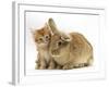 Ginger Kitten with Lionhead-Cross Rabbit-Mark Taylor-Framed Photographic Print