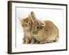 Ginger Kitten with Lionhead-Cross Rabbit-Mark Taylor-Framed Photographic Print