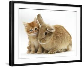 Ginger Kitten with Lionhead-Cross Rabbit-Mark Taylor-Framed Photographic Print