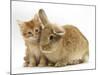 Ginger Kitten with Lionhead-Cross Rabbit-Mark Taylor-Mounted Photographic Print