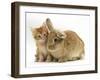 Ginger Kitten with Lionhead-Cross Rabbit-Mark Taylor-Framed Photographic Print