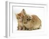 Ginger Kitten with Lionhead-Cross Rabbit-Mark Taylor-Framed Photographic Print