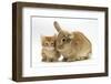 Ginger Kitten with Lionhead-Cross Rabbit-Mark Taylor-Framed Photographic Print