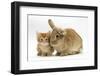 Ginger Kitten with Lionhead-Cross Rabbit-Mark Taylor-Framed Photographic Print