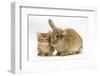 Ginger Kitten with Lionhead-Cross Rabbit-Mark Taylor-Framed Photographic Print