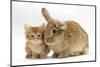 Ginger Kitten with Lionhead-Cross Rabbit-Mark Taylor-Mounted Photographic Print