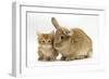 Ginger Kitten with Lionhead-Cross Rabbit-Mark Taylor-Framed Photographic Print