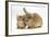 Ginger Kitten with Lionhead-Cross Rabbit-Mark Taylor-Framed Photographic Print