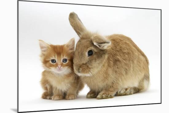 Ginger Kitten with Lionhead-Cross Rabbit-Mark Taylor-Mounted Photographic Print