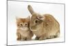 Ginger Kitten with Lionhead-Cross Rabbit-Mark Taylor-Mounted Photographic Print