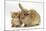 Ginger Kitten with Lionhead-Cross Rabbit-Mark Taylor-Mounted Photographic Print