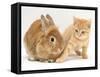 Ginger Kitten with Paw Extended and Sandy Lop Rabbit-Jane Burton-Framed Stretched Canvas