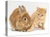 Ginger Kitten with Paw Extended and Sandy Lop Rabbit-Jane Burton-Stretched Canvas