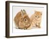 Ginger Kitten with Paw Extended and Sandy Lop Rabbit-Jane Burton-Framed Photographic Print