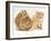 Ginger Kitten with Paw Extended and Sandy Lop Rabbit-Jane Burton-Framed Photographic Print