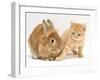 Ginger Kitten with Paw Extended and Sandy Lop Rabbit-Jane Burton-Framed Photographic Print