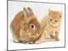 Ginger Kitten with Paw Extended and Sandy Lop Rabbit-Jane Burton-Mounted Photographic Print